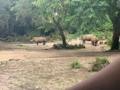 -奥兰多迪士尼动物王国乐园