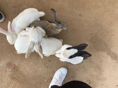 -前小桔亲子创意农场·草莓采摘·露营烧烤