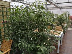 -桉树林A coffee 森林餐厅(三圣乡店)