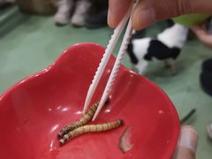 -藦茜花园宠物主题亲子互动体验馆(国顺东路店)