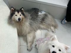-汪说·狗咖·拼豆·宠物周边DIY(旺城大厦店)