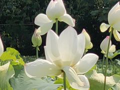 -贵阳市花溪国家城市湿地公园