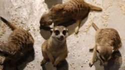 -未来动物城动物主题公园(大悦城店)