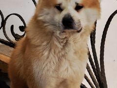 -喜柴咖啡·柴犬狗咖