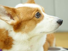 -美联众合动物医院·24h转诊中心