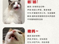 -申普宠物医院·心脏介入·心血管微创(总院)