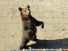 -大连森林动物园