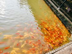 -武汉紫薇都市田园