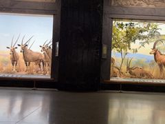 -美国自然历史博物馆