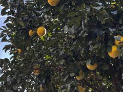 -璐坊粽王(复兴中路店)