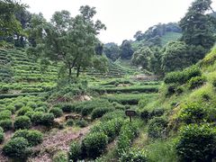 -十八棵（老龙井）御茶园(老龙井店)