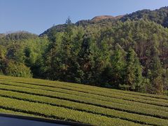 -福建土楼（华安）旅游区•大地土楼群