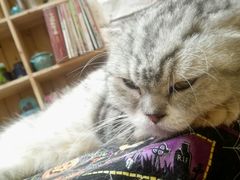 android_upload_pic-猫色咖啡·猫咖