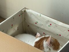 -贝康宠物医院·犬猫全科·小动物特色诊疗中心(东环路店)