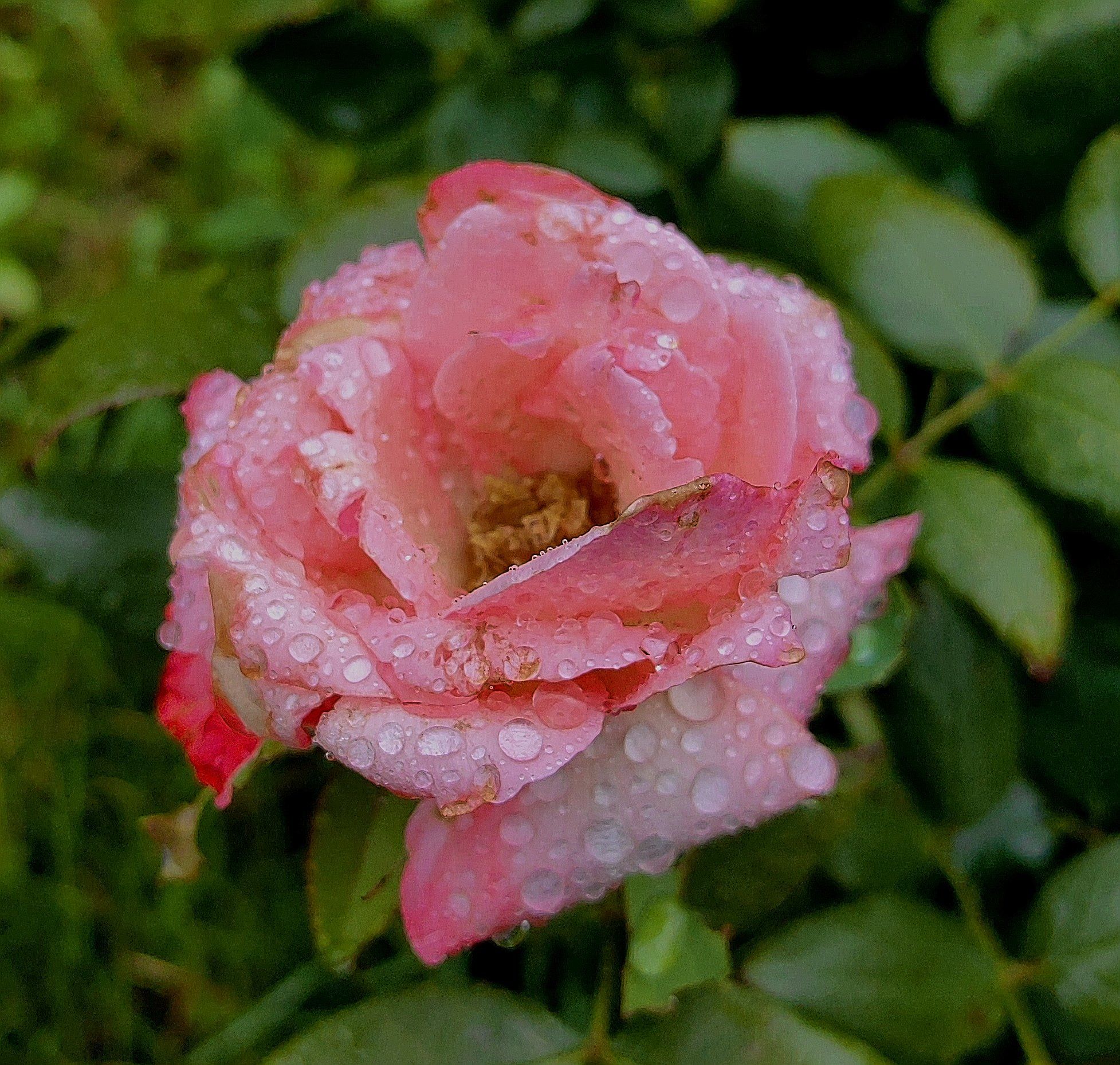 雨中月季花
