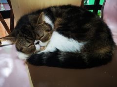 -李小姐の猫咖啡馆(五角场店)