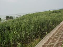 -贡湖湾湿地公园