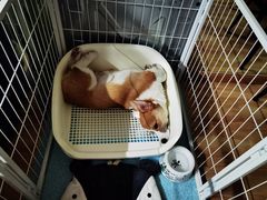 -FAELING PETS美天灵宠物(富力广场店)