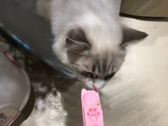 -藏猫猫咖啡主题馆(中央大道店)