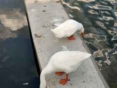 -莲花池公园