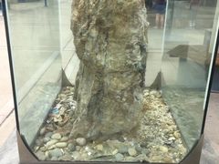 -陕西自然博物馆