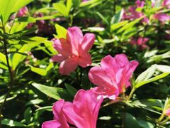 -徐家汇源景区-衡山公园