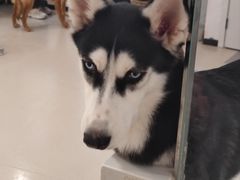-共舞时光猫咖·狗咖(新街口店)