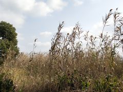-莲花岛景区
