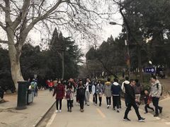 -武汉大学-樱园
