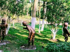 -合肥滨湖国家森林公园