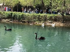 -长白岛森林公园