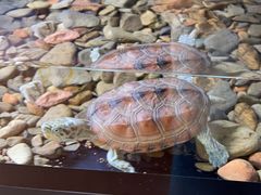 -灵龟之家百象馆(百象馆联合旗舰店)