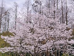 -上海滨江森林公园