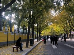 -三里屯东五街银杏大道