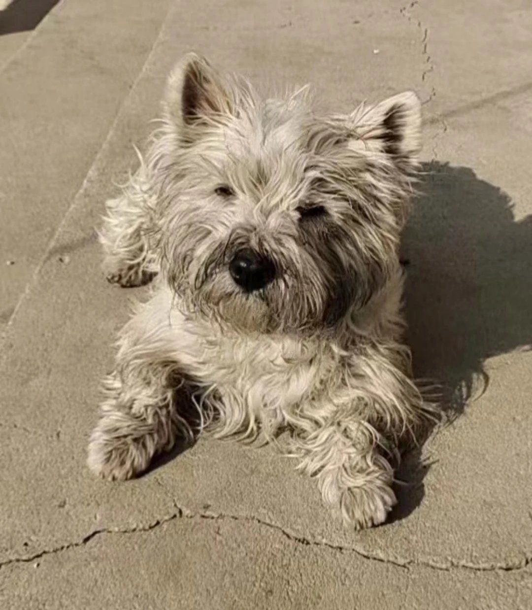 脏狗狗的日常萌