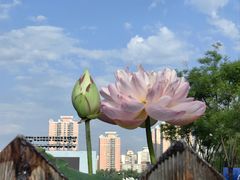 -莲花池公园