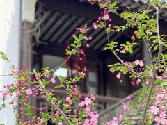 -上海醉白池公园