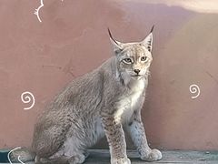 -青藏高原野生动物园