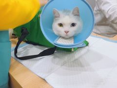 -嘉美宠物医院