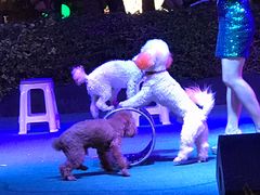 -渔家火锅·海鲜自助餐·演艺(亚龙湾天域酒店)