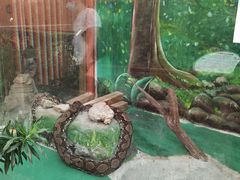 -上海大自然野生昆虫馆(东方明珠·爬宠昆虫探索中心)