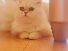 -Pets First伊珊娜洗护·精致美容·家庭式寄养(新会路店)