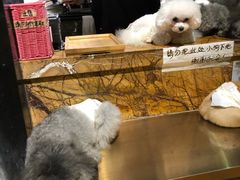 -more than meow吴止猫主题餐厅(承德 中船汇店)