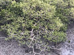 -北海金海湾红树林生态旅游区