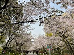 -高东镇樱花园