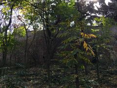 -观象山公园