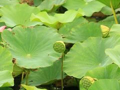 -天津东丽湖风景区