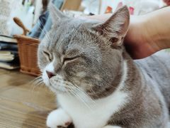 -共舞时光猫咖·狗咖(新街口店)