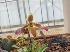 -上海鲜花港