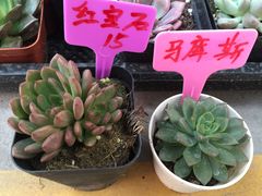 -龙大花卉苗木市场